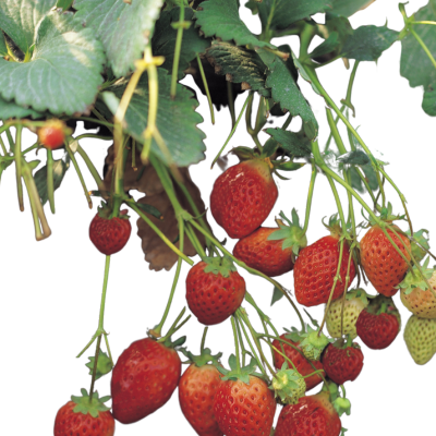 Grow your own Strawberries | SMH Activity Hub