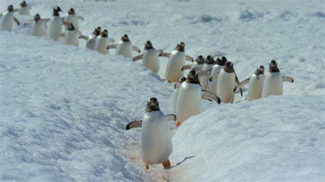 an image of penguins on ice