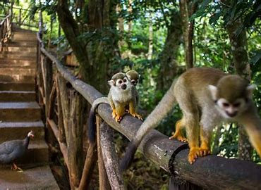 an image of monkeys in a jungle