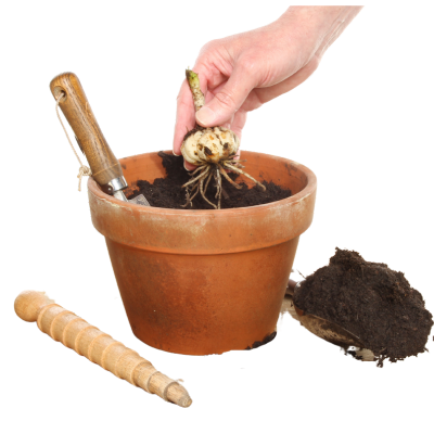 an image of a flower bulb being planted into a pot